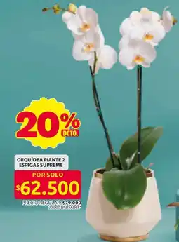 Ara Orquídea piante 2 espigas supreme oferta