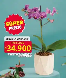 Ara Orquídea mini piante oferta