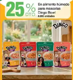 Jumbo Dingo Bowl oferta