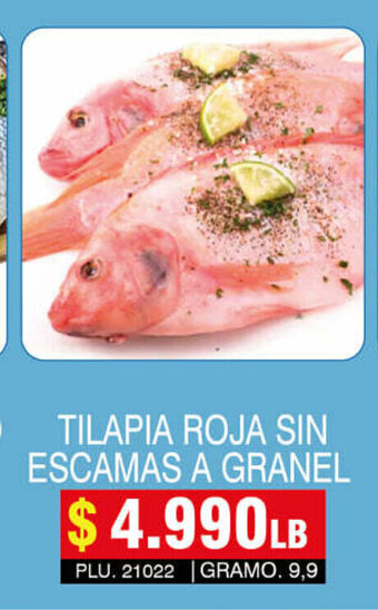 Tilapia Roja Sin Escamas A Granel