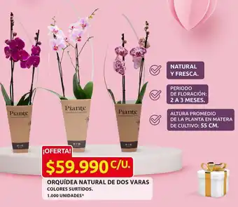 Ara Orquídea natural de dos varas oferta
