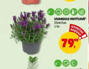 Penny Market Levandule motýlová nabídka