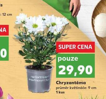 Kaufland Chryzantéma nabídka