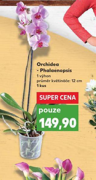 Kaufland Orchidea - phalaenopsis nabídka