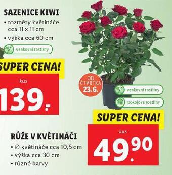 Lidl Růže v květináči nabídka