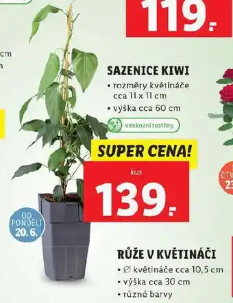 Lidl Sazenice kiwi nabídka