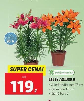 Lidl Lilie asijská nabídka