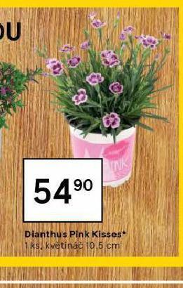 Tesco Dianthus pink kisses nabídka