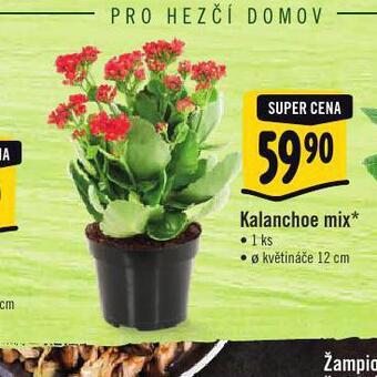 Albert Kalanchoe mix nabídka