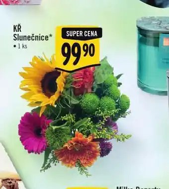 Kř slunečnice