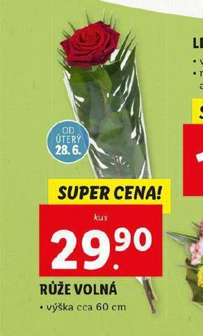 Lidl Růže volná nabídka