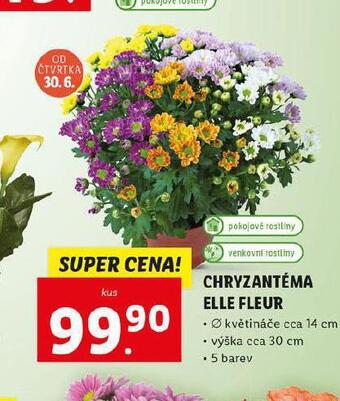 Lidl Chryzantéma elle fleur nabídka
