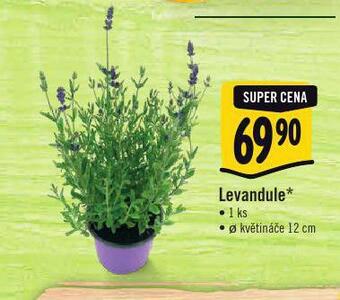 Albert Levandule nabídka