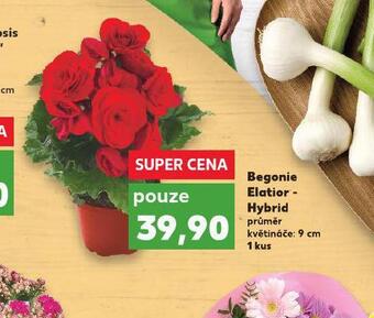 Kaufland Begonie elatior-hybrid nabídka