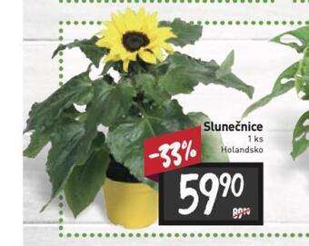 Billa Slunečnice nabídka