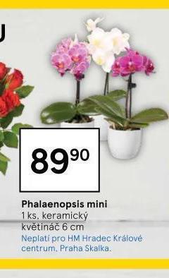 Tesco Orchidea - phalaenopsis nabídka