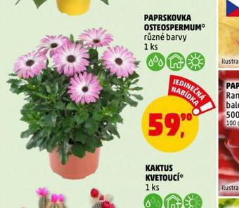Penny Market Paprskovka osteospermum nabídka
