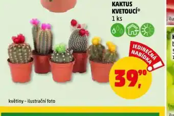 Penny Market Kaktus kvetoucí nabídka
