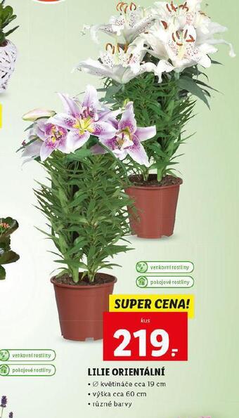 Lidl Lilie orientální nabídka