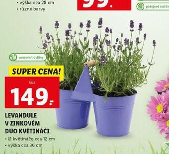 Lidl Levandule v zinkovém duo květináči nabídka