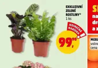 Penny Market Exkluzivní zelené rostliny nabídka