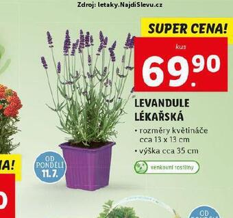 Lidl Levandule lékařská nabídka