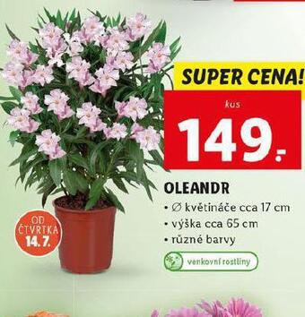 Oleandr