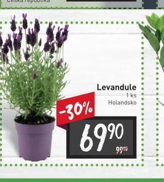 Billa Levandule nabídka