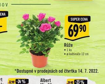 Albert Růže nabídka