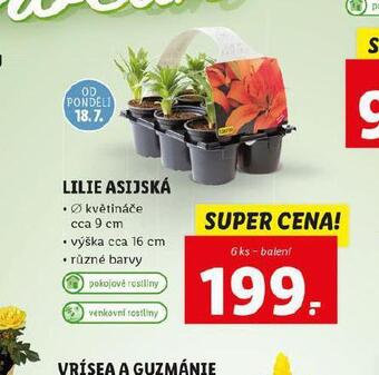 Lidl Lilie asijská nabídka