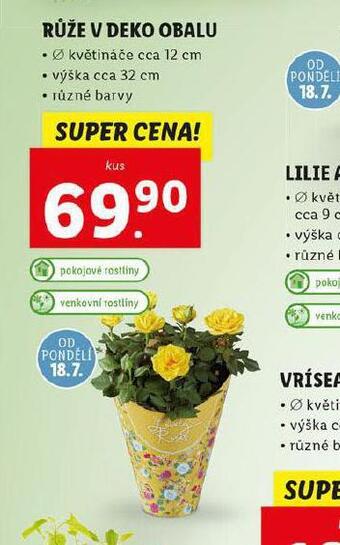 Lidl Růže v deko obalu nabídka