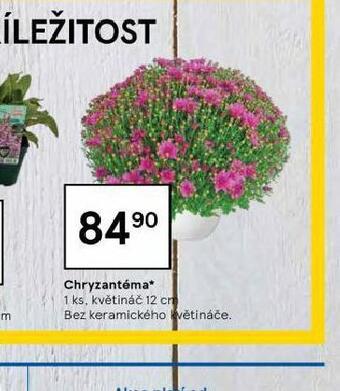 Tesco Chryzantéma nabídka