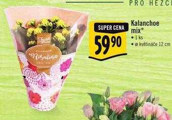 Albert Kalanchoe mix nabídka
