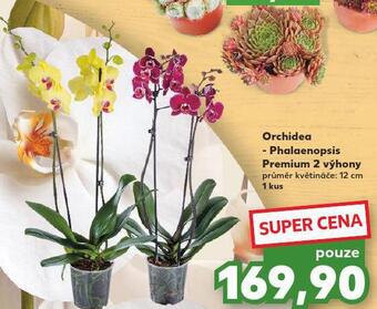 Kaufland Orchidea nabídka