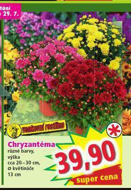 Norma Chryzantéma nabídka
