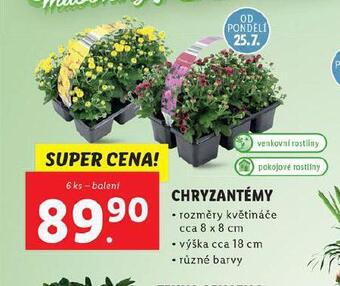 Chryzantéma