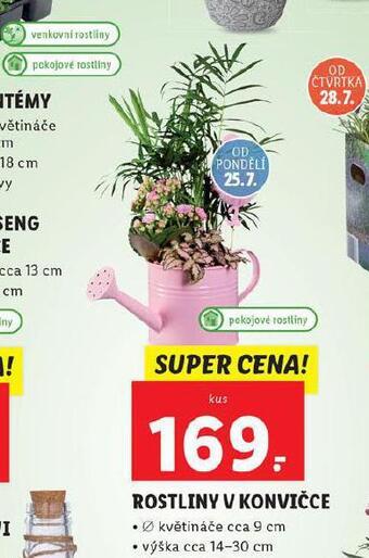 Lidl Rostliny v konvičce nabídka