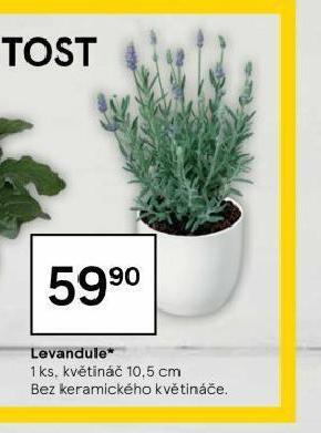 Tesco Levandule nabídka