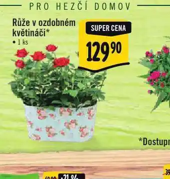 Albert Růže v ozdobném květináči nabídka