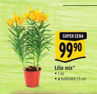 Albert Lilie mix nabídka