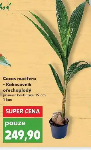 Cocos nucifera - kokosovník ořechoplochý