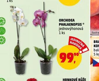 Penny Market Orchidea - phalaenopsis nabídka