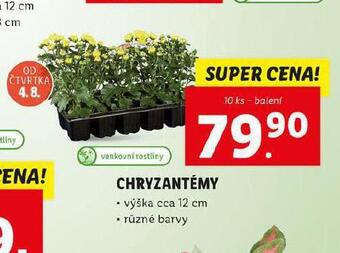 Lidl Chryzantéma nabídka