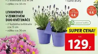 Lidl Levandule v zinkovém duo květináči nabídka