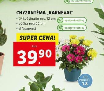 Lidl Chryzantéma nabídka