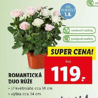 Lidl Romantická duo růže nabídka