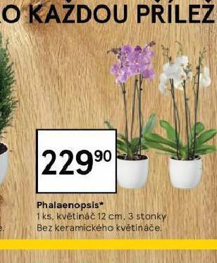 Tesco Orchidea - phalaenopsis nabídka