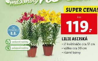 Lidl Lilie asijská nabídka