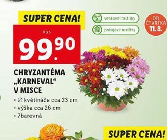 Lidl Chryzantéma v misce nabídka