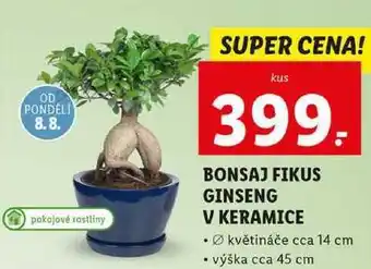 Lidl Bonsaj fikus ginseng v keramice nabídka